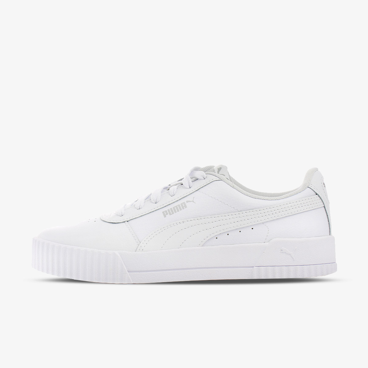 puma carina l